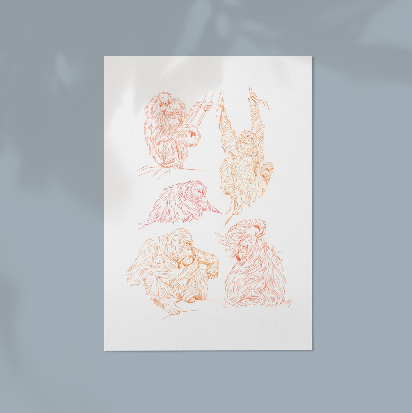 Orangutan Sketches Print