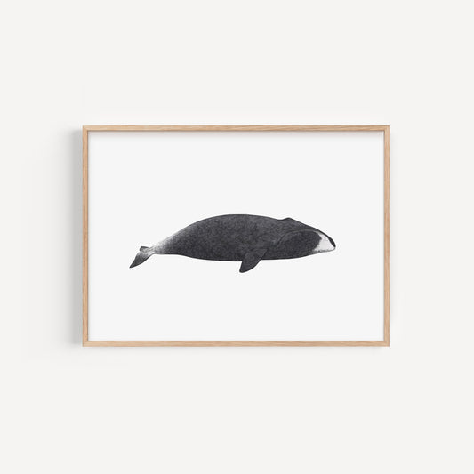 Bowhead Whale Print