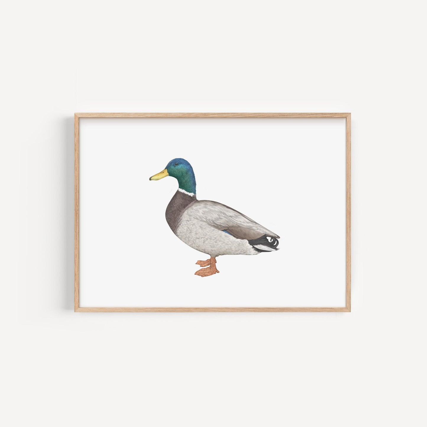 Mallard Duck Print