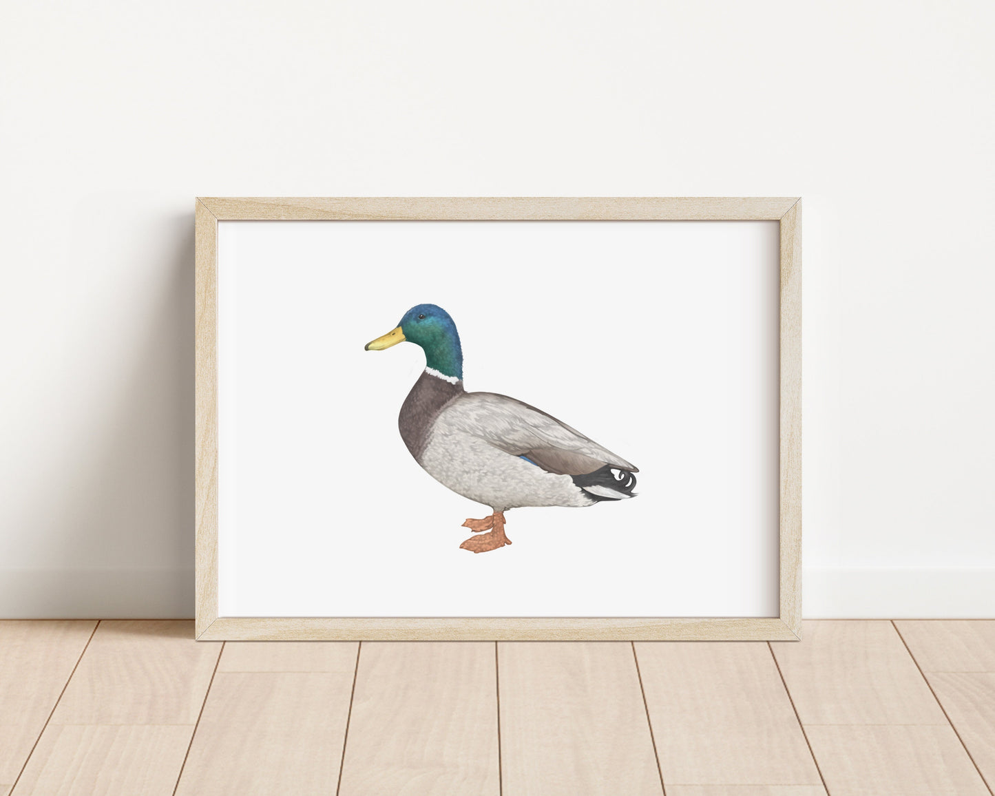 Mallard Duck Print