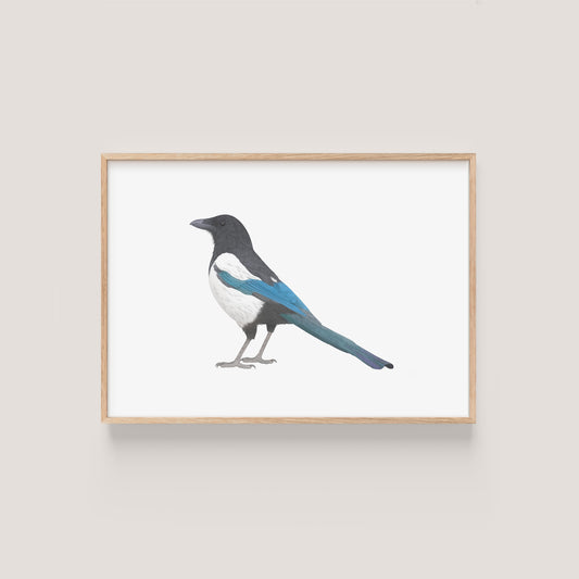 Magpie Print