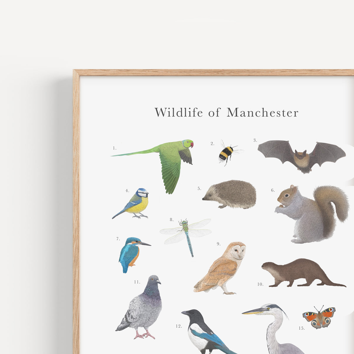 Wildlife of Manchester Educational Print