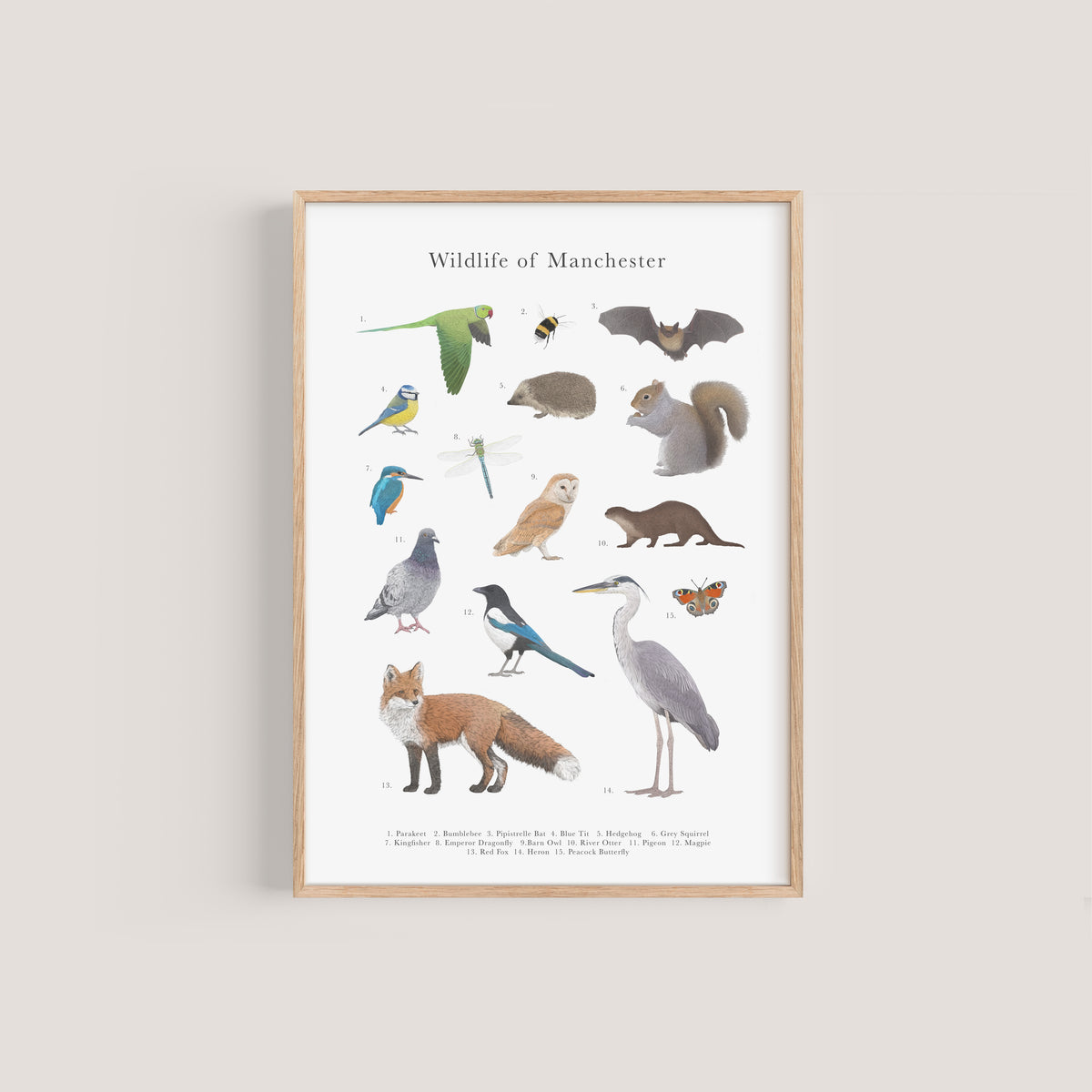 Wildlife of Manchester Educational Print