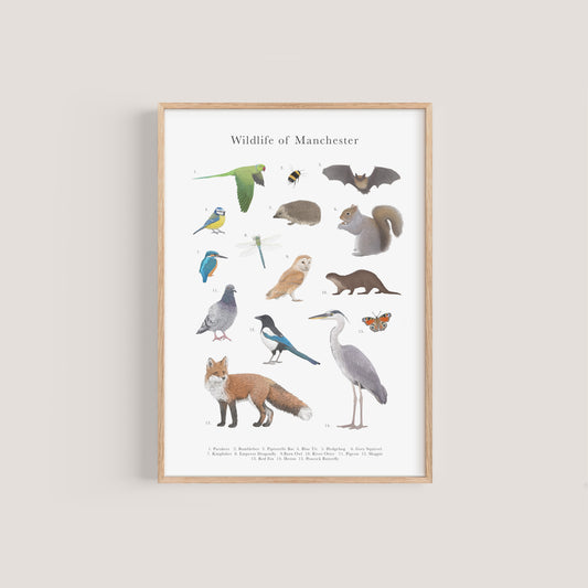 Wildlife of Manchester Educational Print