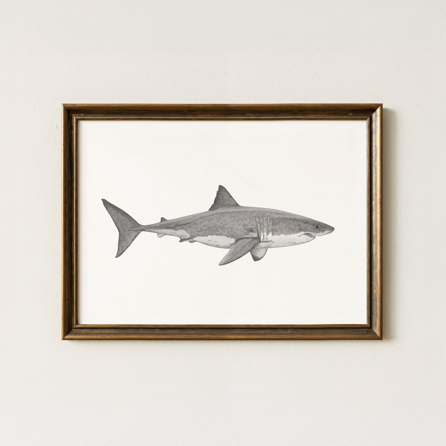 Great White Shark Print