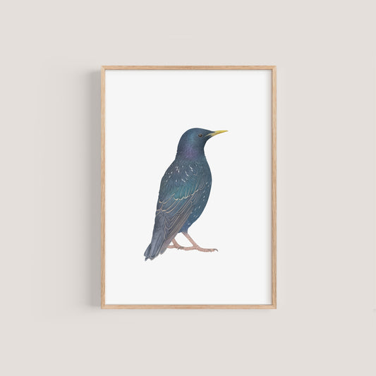 Starling Print