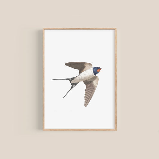 Swallow Print